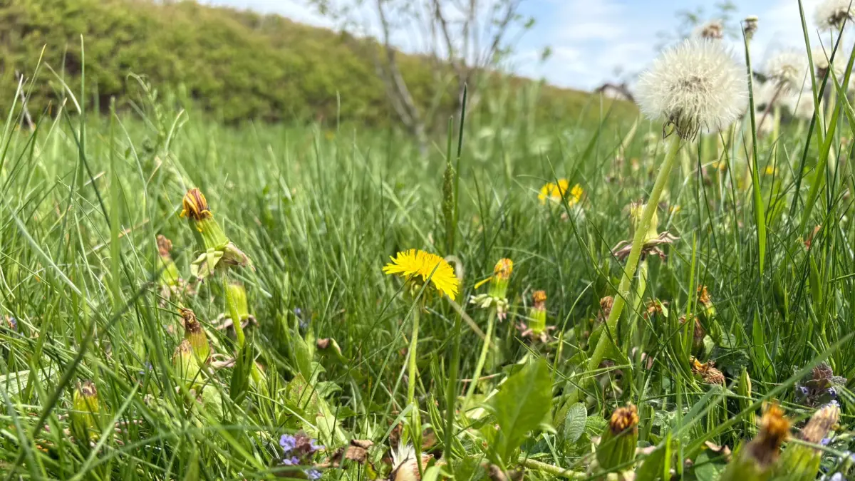 Bald wird die Konzentration der Gräserpollen zunehmen.