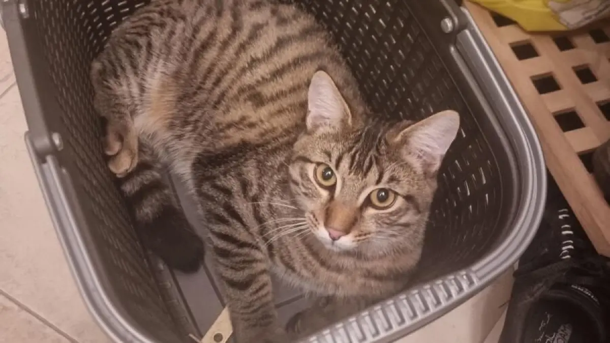 Kater Johnny, der in Sulzdorf entlaufen ist, ist wieder zurück.