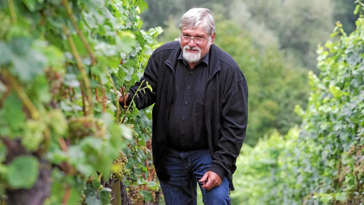 Vorsicht: Dieses Foto ist möglicherweise nur für den einstigen Verlag Schwäbisches Tagblatt verwendbar. Richard Müller in seinem Weinberg bei Schloß Roseck
03.09.14 Bild: Metz