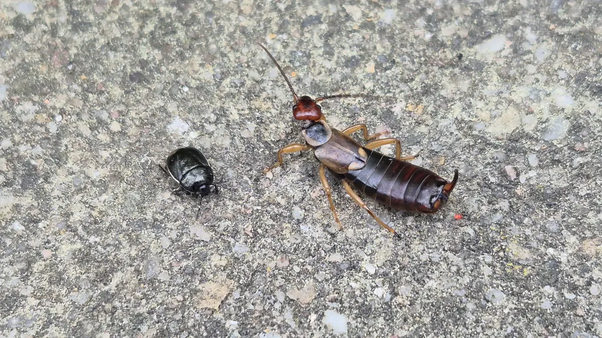 Ein Ohrwurm oder Ohrenkneifer und eine weißrandige Erdwanze. Insekten erfüllen wichtige Funktionen im Ökosystem und können auch Gartenbesitzern von großem Nutzen sein. Ohrenwürmer essen beispielsweise gerne Blattläuse.