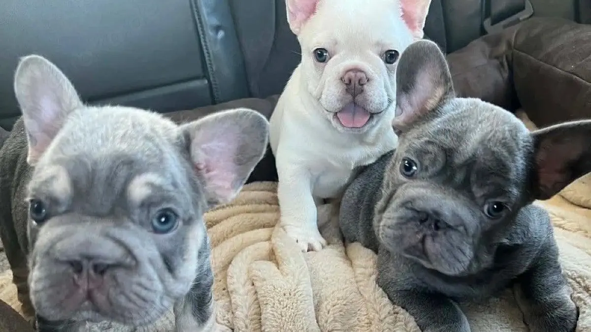Qualzucht Französische Bulldogge Welpen Bulldoggen Reutlingen