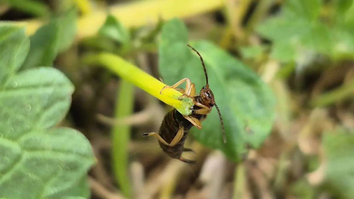 Ohrenwurm, Ohrenkneifer. Die kleinen Insekten fühlen sich auch an Grashalmen wohl. Sie sind zwar Fluginsekten, können aber auch sehr gut klettern.