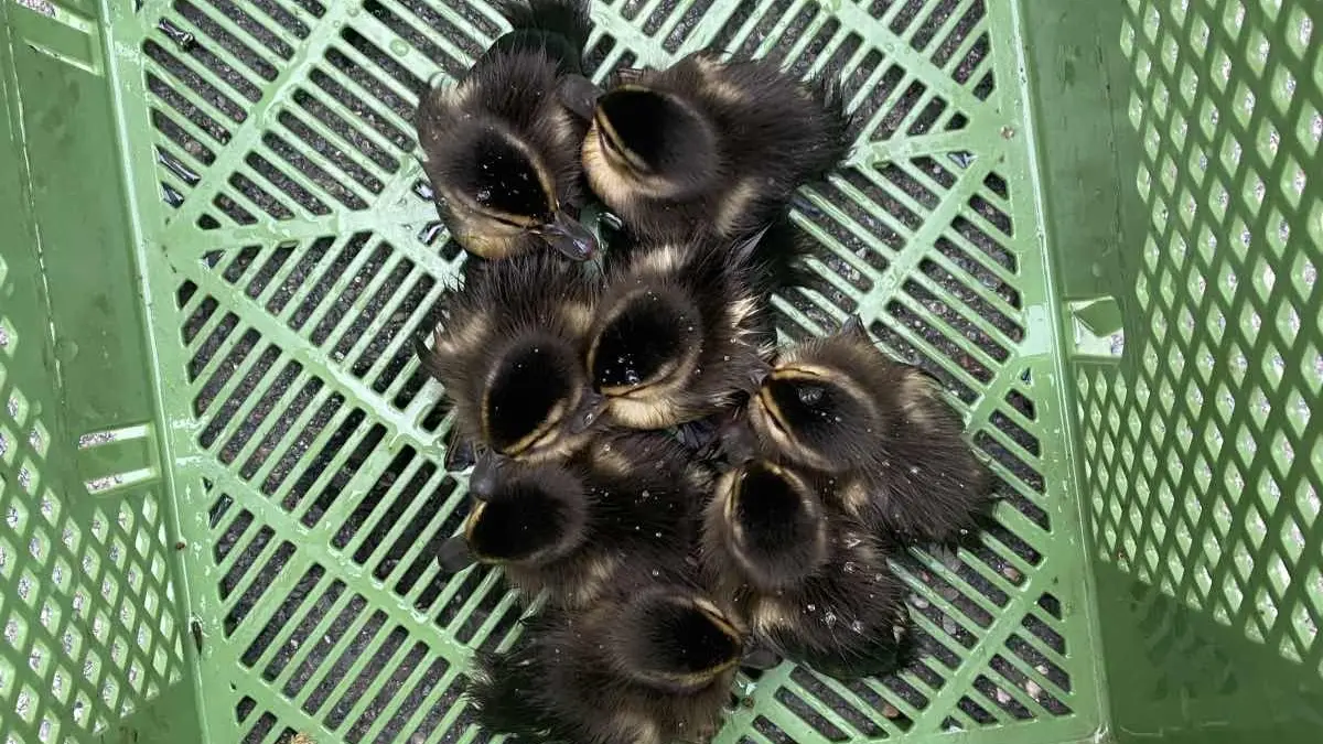 Ente gut, alles gut: Die flauschigen Entenküken konnten wohlbehalten aus dem Stauwehr gerettet werden.