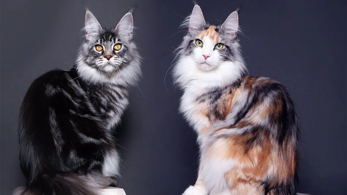 Rassezucht im Fokus: Zwei Maine Coons, die den Trend zu immer größerer und imposanterer Erscheinung verdeutlichen. Die Bewertung solcher Merkmale durch die Jury steht im Mittelpunkt der Messe.