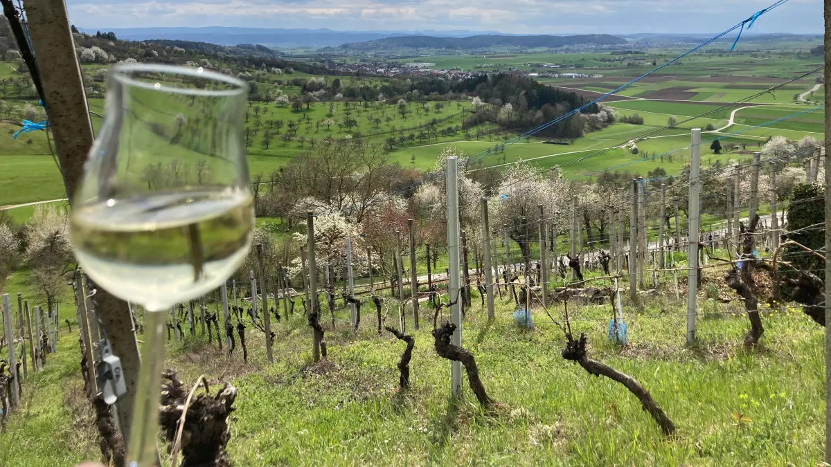 Prost im Weinberg