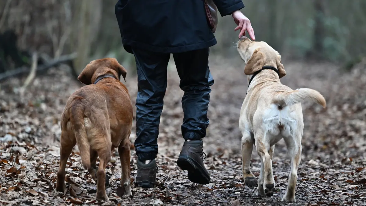 Eine Frau geht mit ihren Hunden spazieren: ILLUSTRATION - 05.02.2025, Hessen, Frankfurt/Main: Eine Frau geht mit ihren Hunden spazieren. (zu dpa: «Nach Fund toter Rotmilane: Verdacht auf Giftköder») Foto: Arne Dedert/dpa/dpa-tmn +++ dpa-Bildfunk +++