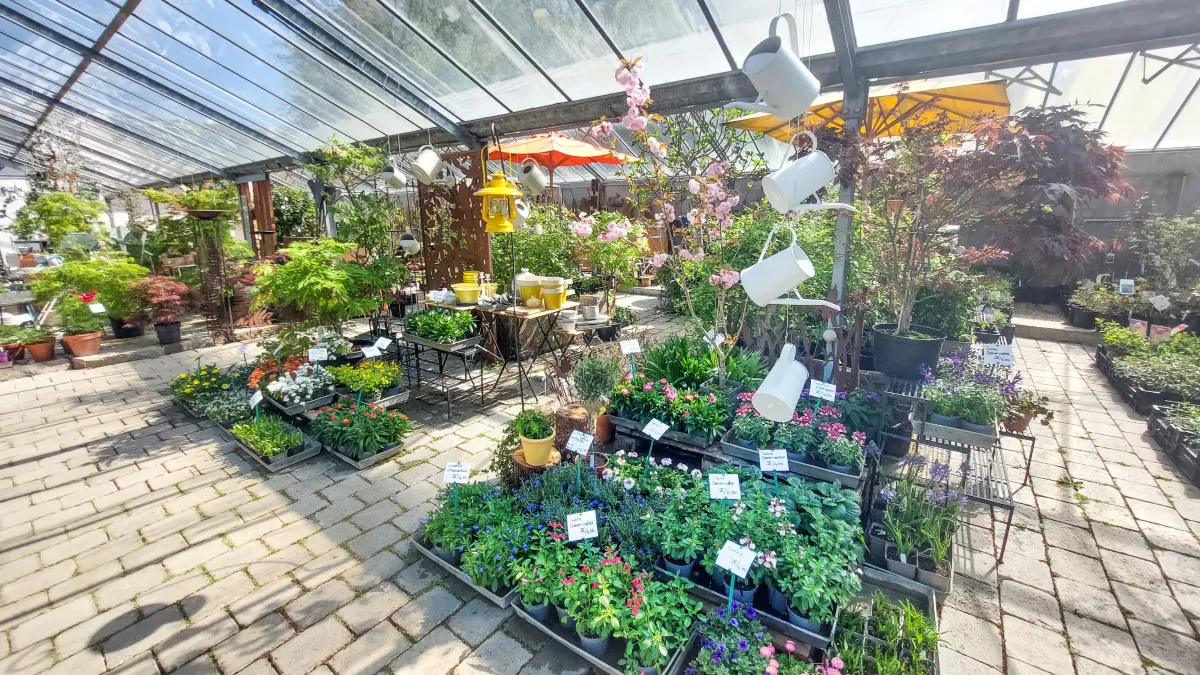 In den Gewächshäusern und im Hofladen gibt es vielfältige Pflanzen und Produkte rund um den Gartengenuss. Die Schau- und Azubibaustellen bieten während des Frühlingsfests spannende Einblicke.