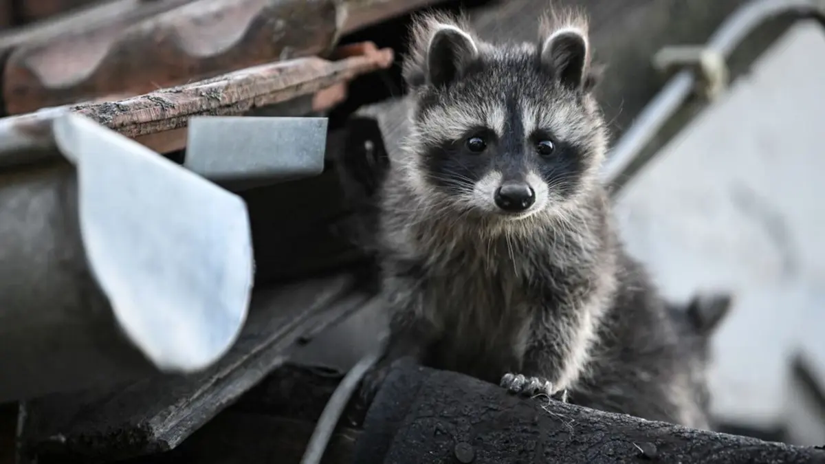 Der Waschbär ist in Teilen des Schwarzwald-Baar-Kreises bereits verbreitet. (Symbolfoto)