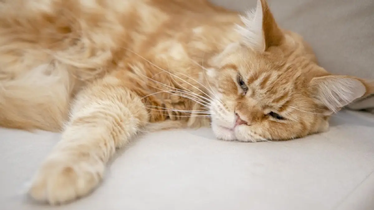 Katzen leiden oft still: Wie kann man Schmerzen und Krankheiten erkennen?