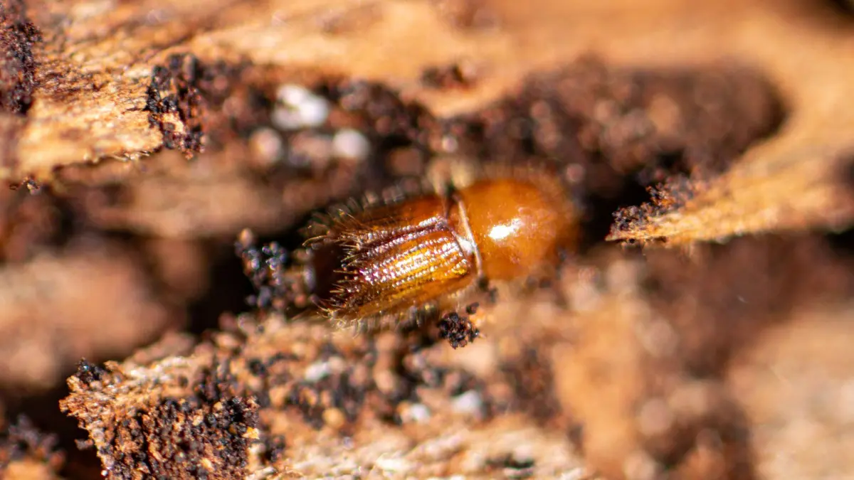 Borkenkäfer