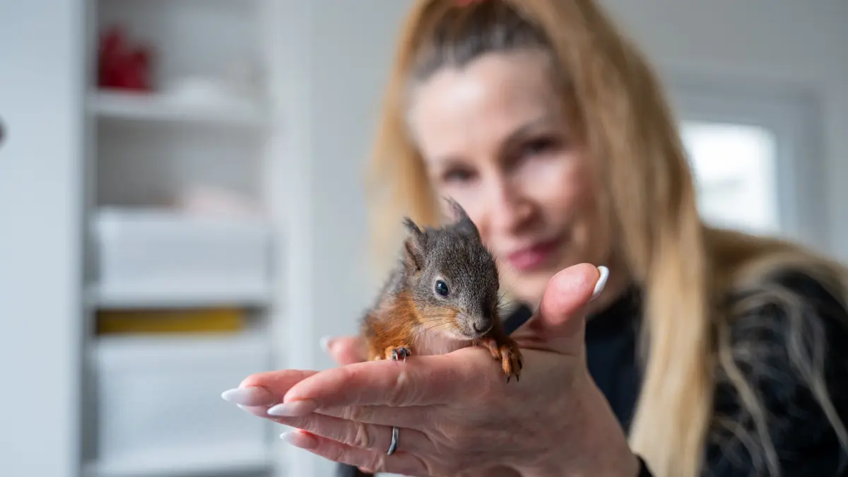 Eichhörnchen ist Gartentier des Jahres 2026 - Besuch bei der Eichörnchenhilfe