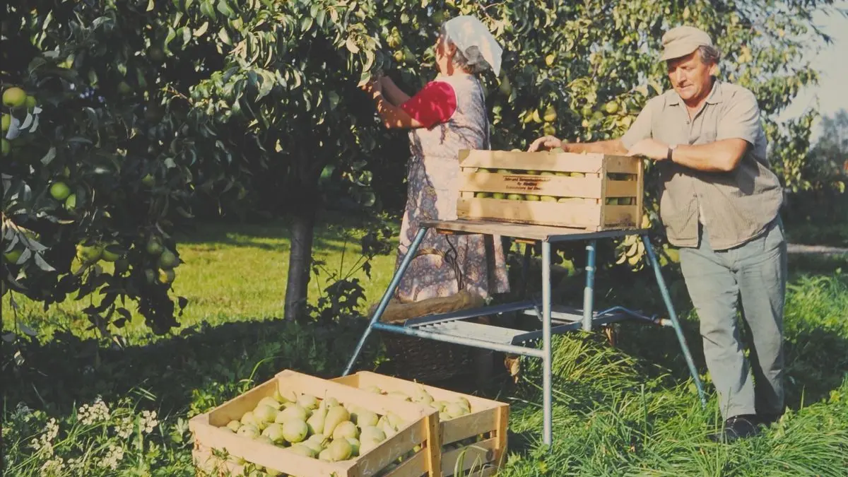 1976 beim Obstpflücken in der Bodenseeregion.Bildnachweis: © Museum Oberschönenfeld; Foto: Erika Groth-Schmachtenberger
