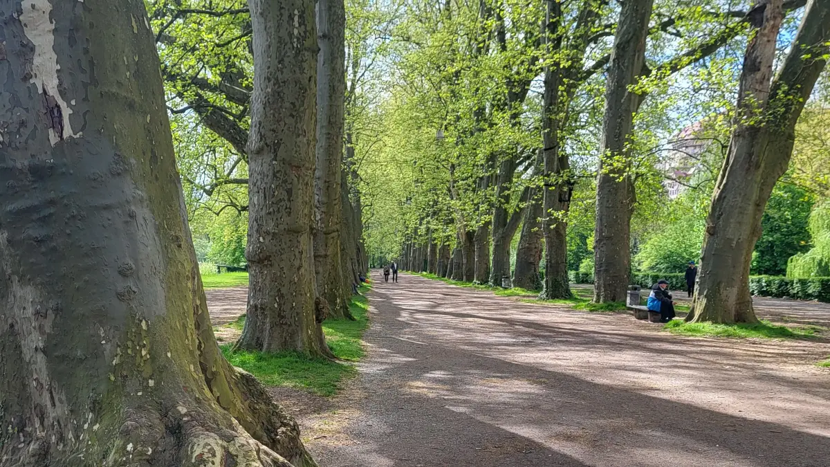Platanenallee Tübingen: Vorsicht: Dieses Foto ist möglicherweise nur für den einstigen Verlag Schwäbisches Tagblatt verwendbar. Die Platanen sehen jetzt wieder nach Platanen aus.
