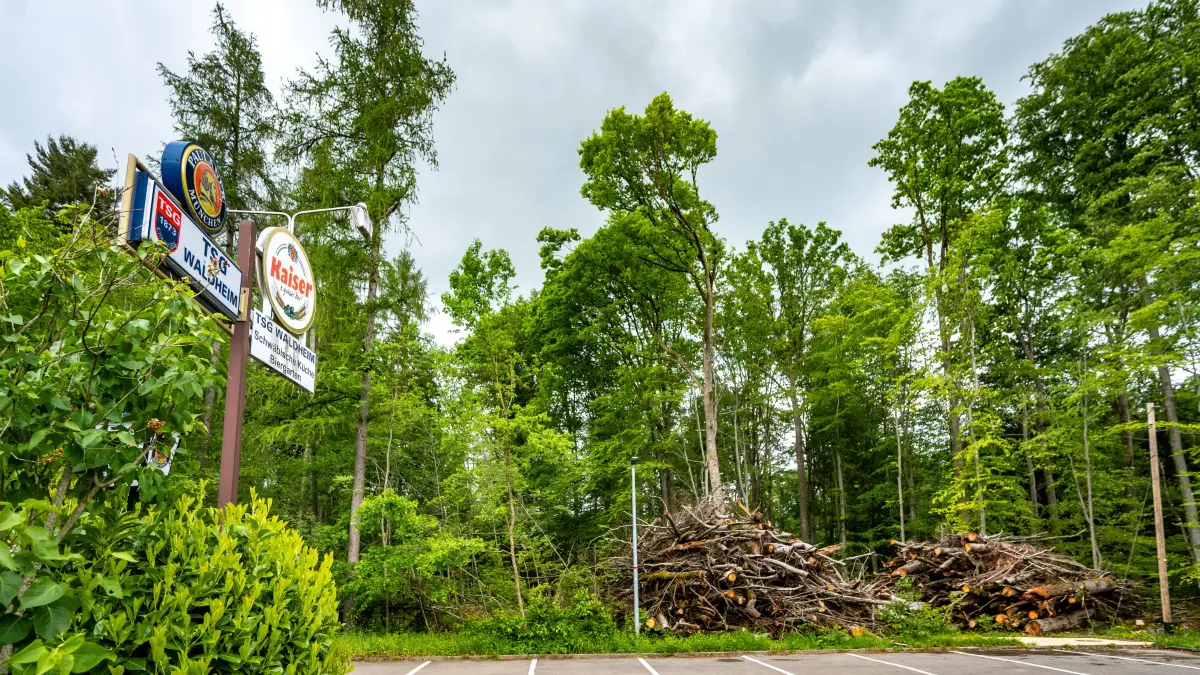 Eislingen Wald am Waldheim Abholzung