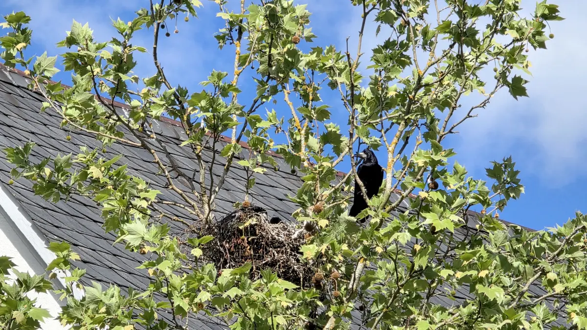 Krähe Krähen Saatkrähe Saatkrähen Langenau Baum Marktplatz