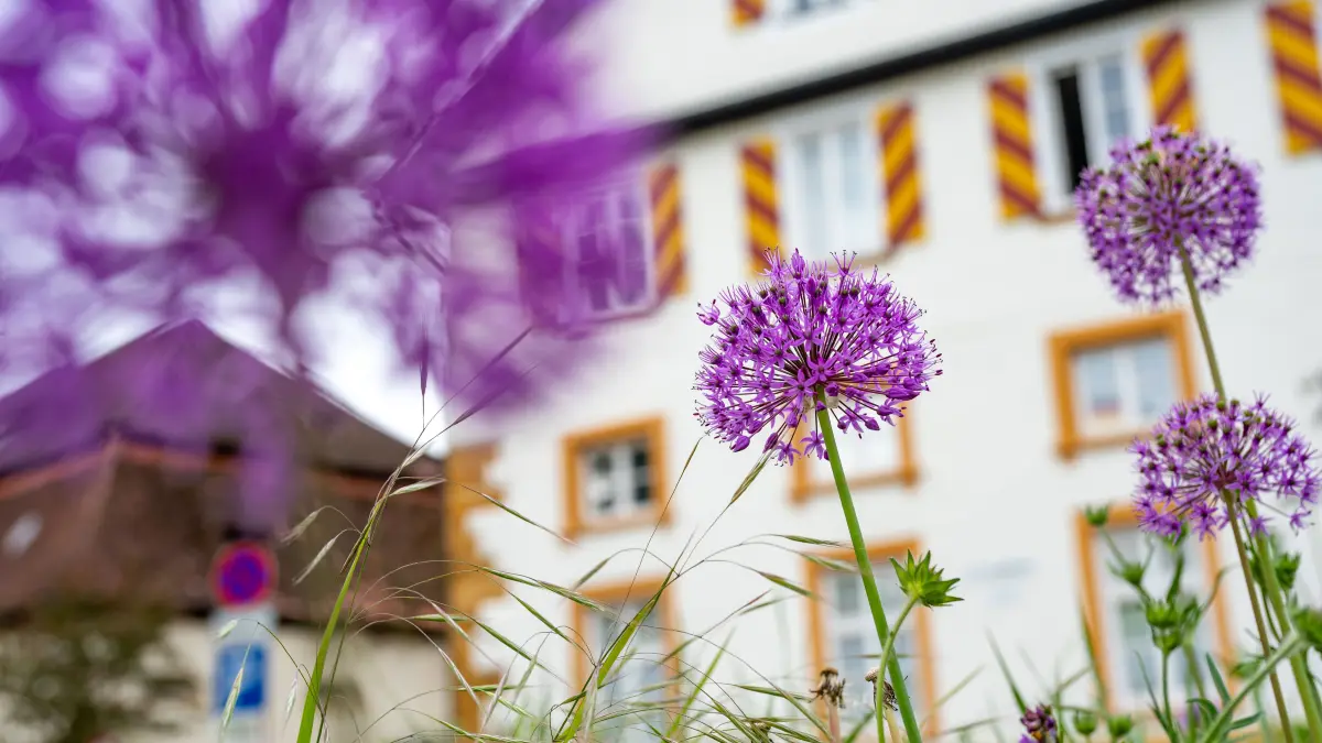 Schmuck Donzdorf Blumenschmuck am Schloss