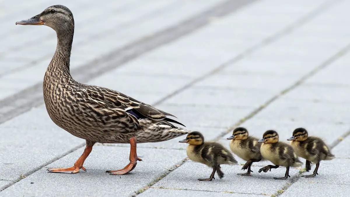 Entenspaziergang: ARCHIV - 15.06.2020, Nordrhein-Westfalen, Düsseldorf: Eine Ente führt ihre Küken zu einem Spaziergang aus. (zu dpa: «Polizei und Feuerwehr retten Entenküken aus Gully») Foto: Federico Gambarini/dpa +++ dpa-Bildfunk +++
