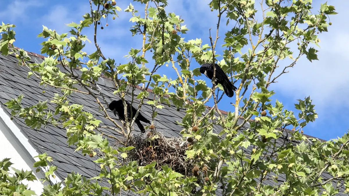 Krähe Krähen Saatkrähe Saatkrähen Langenau Baum Marktplatz