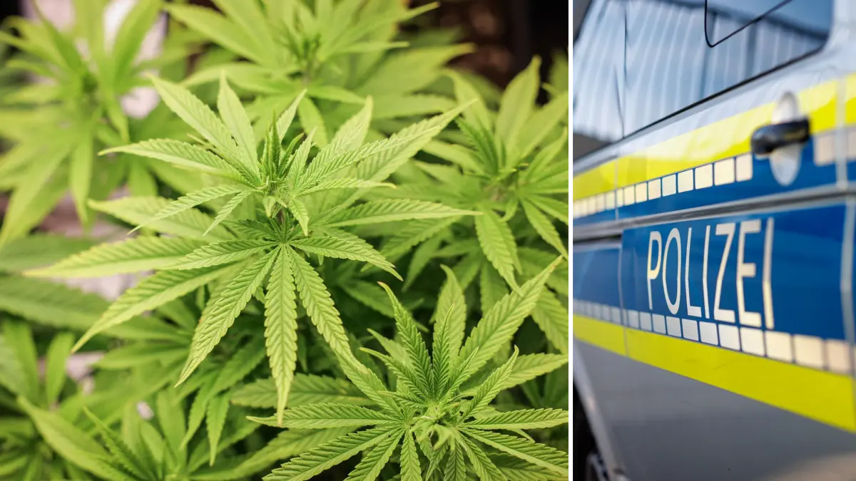Die Polizei beschlagnahmt beim Cannabis-Club in Lonsee 1,5 Kilogramm Marihuana