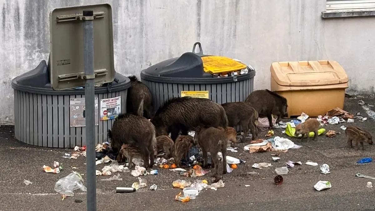Wildschweine in Rottenburgs Partnerstadt St. Claude