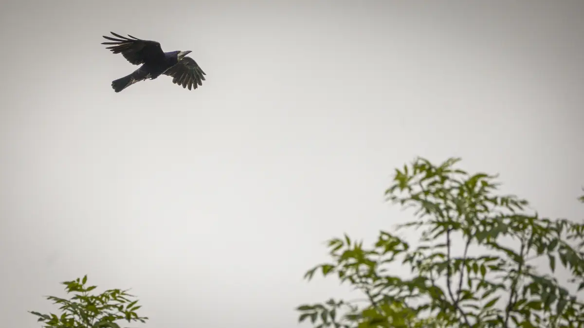 Krähen, entweder neu zugezogen im Alten Friedhof oder vergrämt in der Schwabenstraße