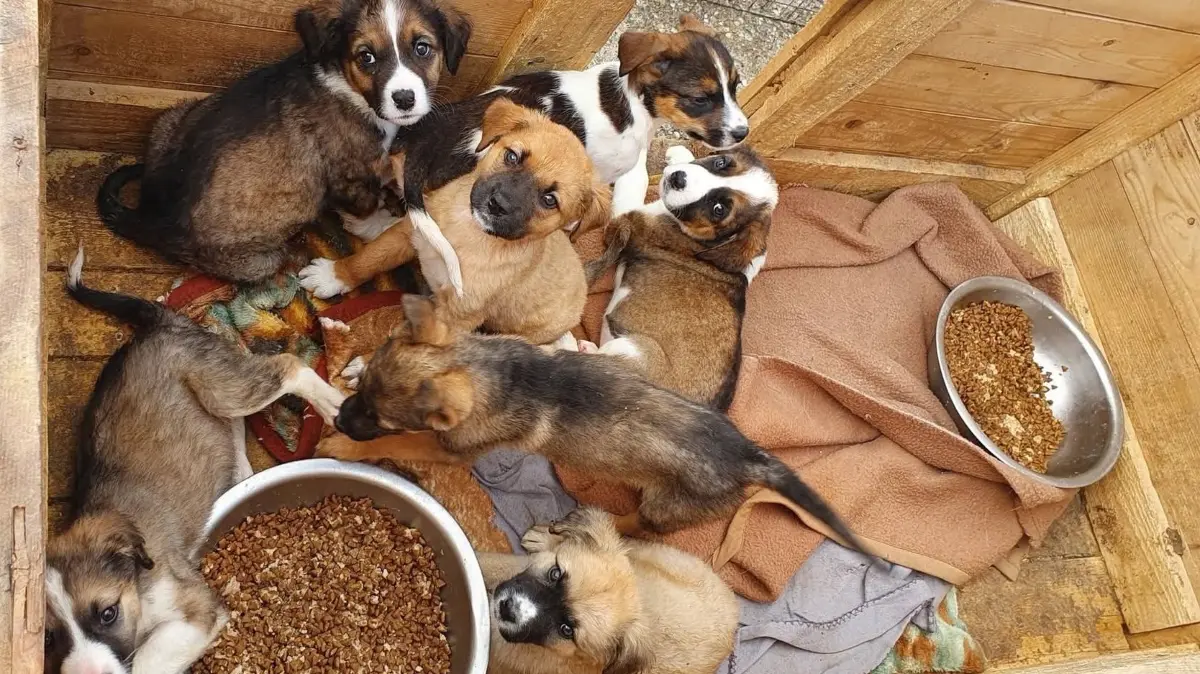 Insgesamt 45 Welpen im Alter bis zu sieben Monaten tummeln sich im Shelter in Rumänien. Sie benötigen dringend ein liebevolles Zuhause.