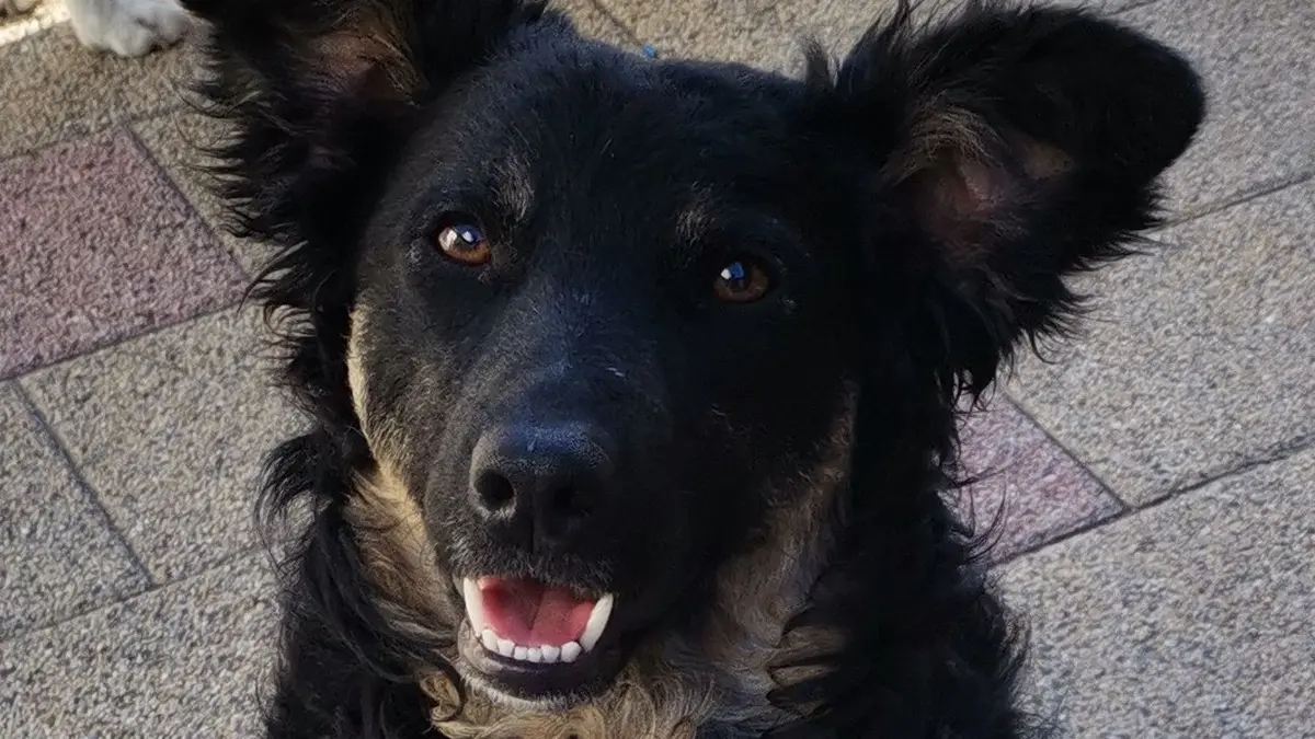 Mischlingshund Lucas ist treu, tapfer und taff. Doch der rumänische Hundefänger würde ihn lieber tot sehen.