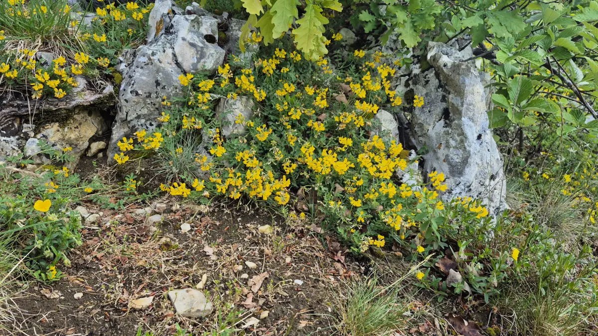 Hornklee-Teppiche am Lauereckfels.