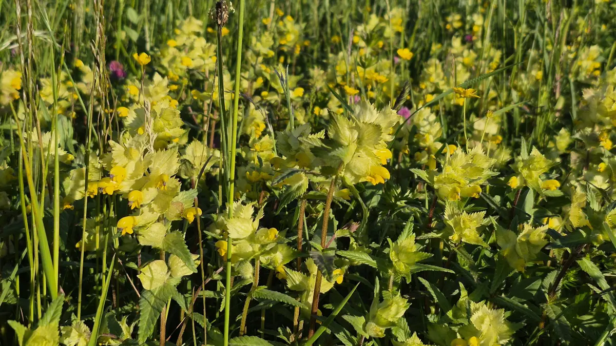 Der zottige Klappertopf sorgt nicht nur für bunte Wiesen, sondern zu bestimmten Jahreszeiten auch für Geräusche. Der Name rührt von der Tatsache, dass die reifen Samen in den Samenkapseln bei Bewegung, etwa im Wind, ein klapperndes Geräusch machen.