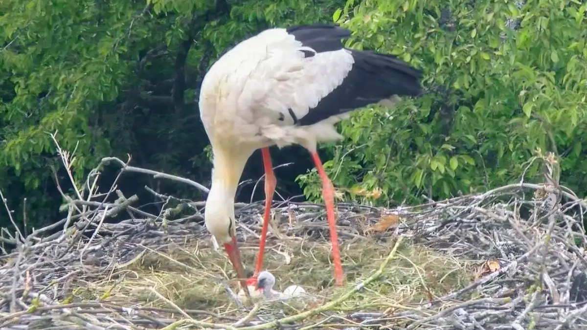 Ein Elterntier mit seinem Küken in Hochdorfer Nest.