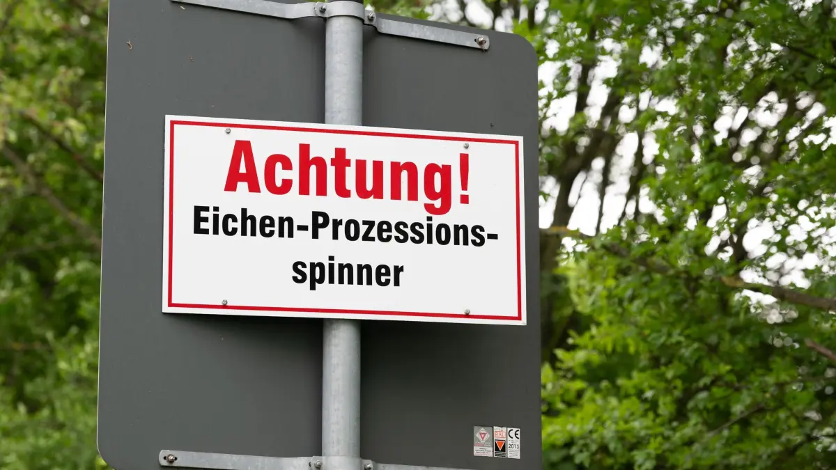 Eichen-Prozessionsspinnergefahr