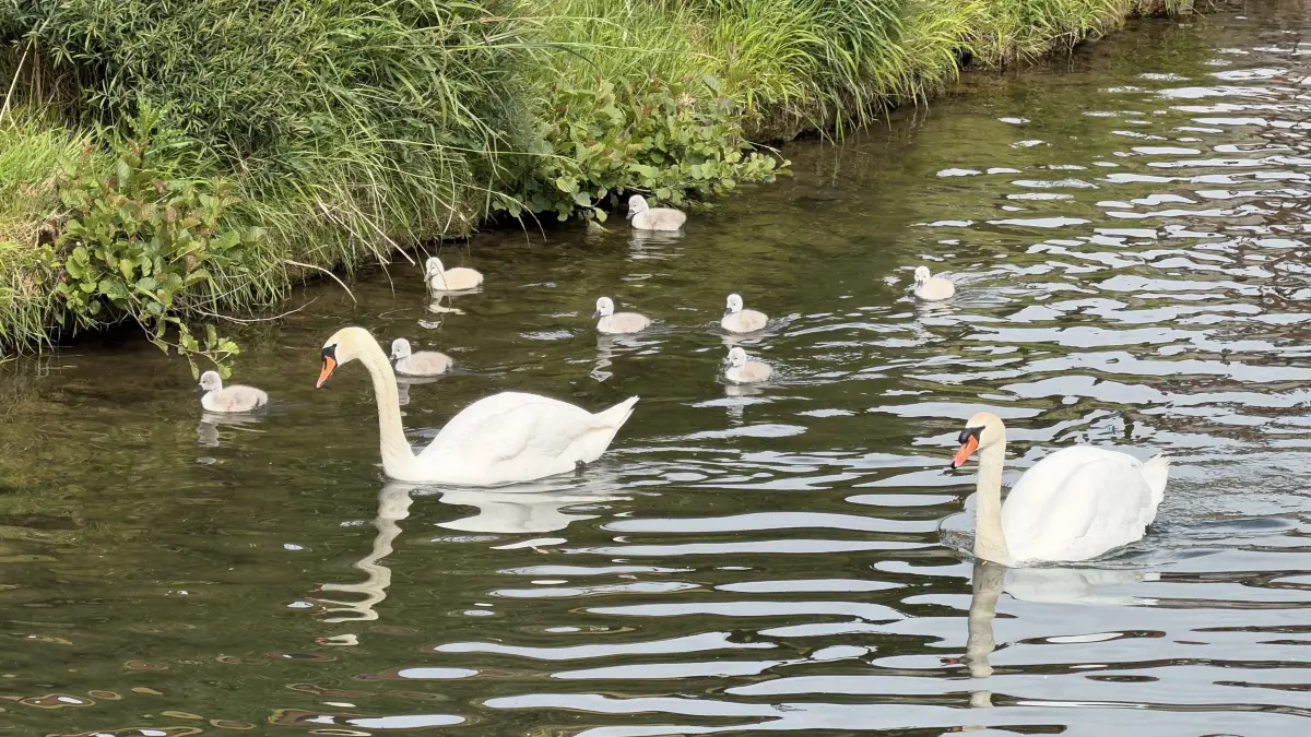 Rottenburger Schwanenfamilie auf Erkundungstour auf dem Neckar