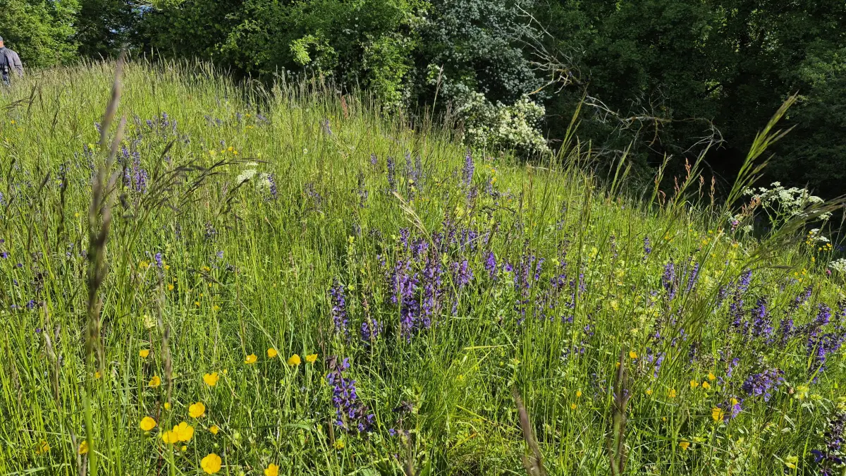 Die Wiesen am Wall sind besonders blumenreich, so zog unter anderem das Lila des Wiesensableis den Blick der Naturfreunde auf sich.