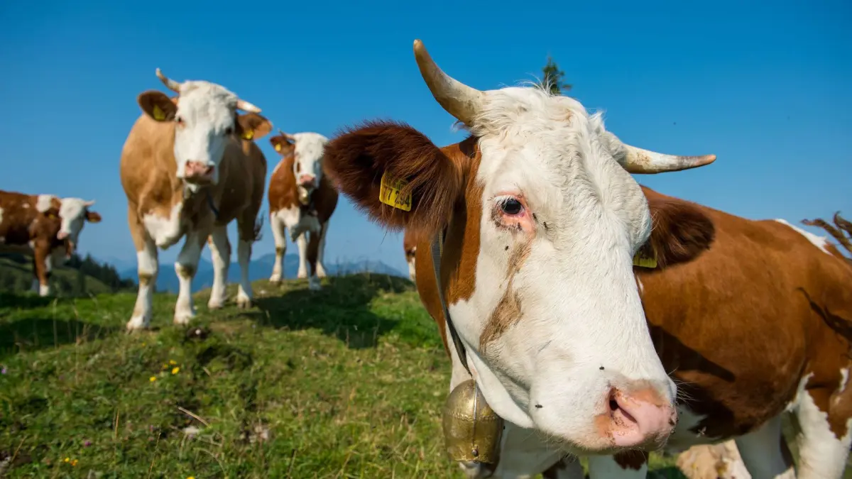 Kühe stehen auf einer Weide: ARCHIV - Auge in Auge mit dem Rind - in heiklen Situationen sollte man die Tiere aber nicht mit dem Blick fixieren. (zu dpa: «Rinder auf dem Wanderweg: So kommen Sie sicher vorbei») Foto: Lino Mirgeler/dpa/dpa-tmn - Honorarfrei nur für Bezieher des dpa-Themendienstes +++ dpa-Themendienst +++