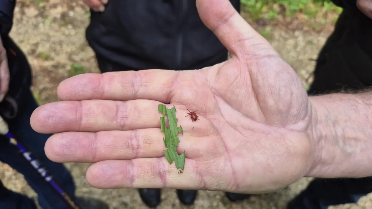 Dem Lilienhähnchen hat das Blatt geschmeckt.