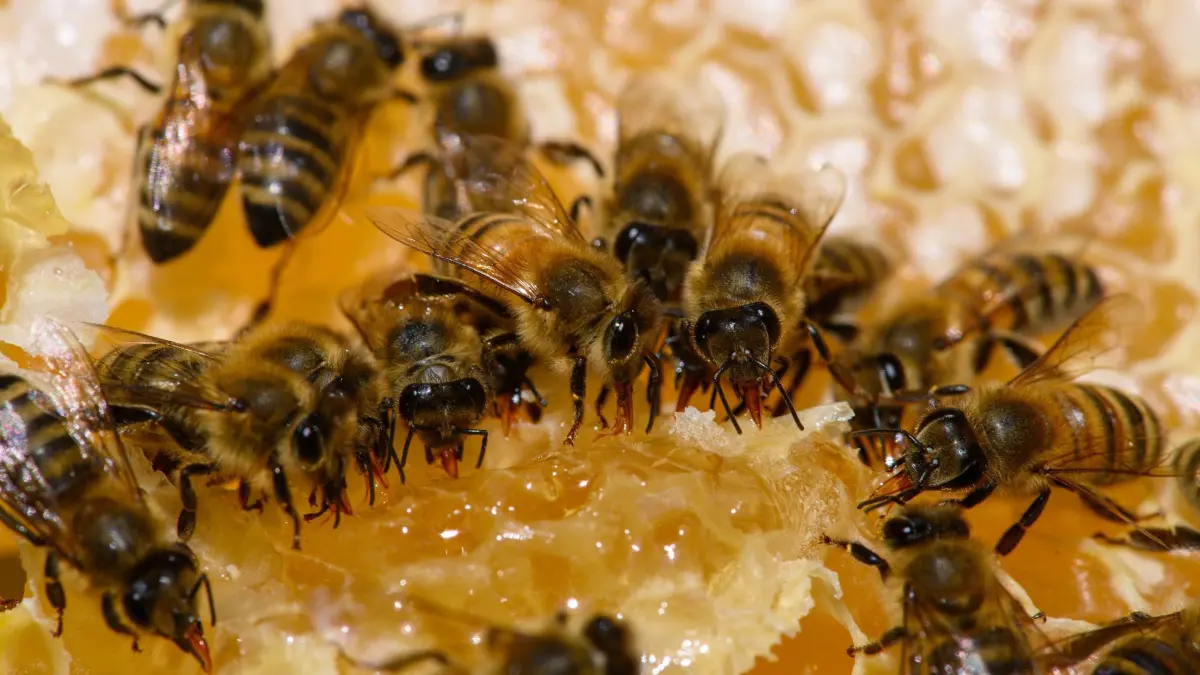 Bienen: ARCHIV - 21.08.2025, Sachsen-Anhalt, Magdeburg: Bienen sitzen auf einer Wabe und fressen Honig. (zu dpa: «Sachsen-Anhalt schmiert sich meist Importhonig aufs Brot») Foto: Klaus-Dietmar Gabbert/dpa +++ dpa-Bildfunk +++
