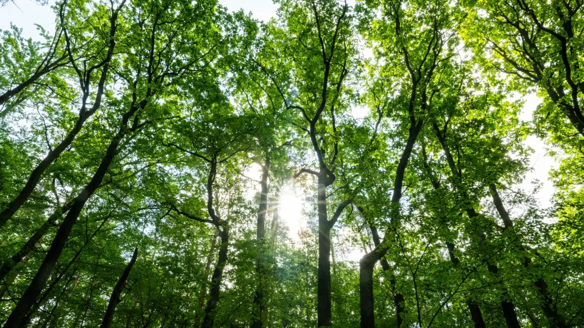 Waldzustandserhebung 2025: 19.05.2026, Berlin: Die Sonne scheint durch Bäume im Tegeler Forst. Für die Waldzustandserhebung wird seit den 1980er-Jahren jährlich ein Netz von Stichproben vom Zustand der Baumkronen dokumentiert. Foto: Christophe Gateau/dpa +++ dpa-Bildfunk +++