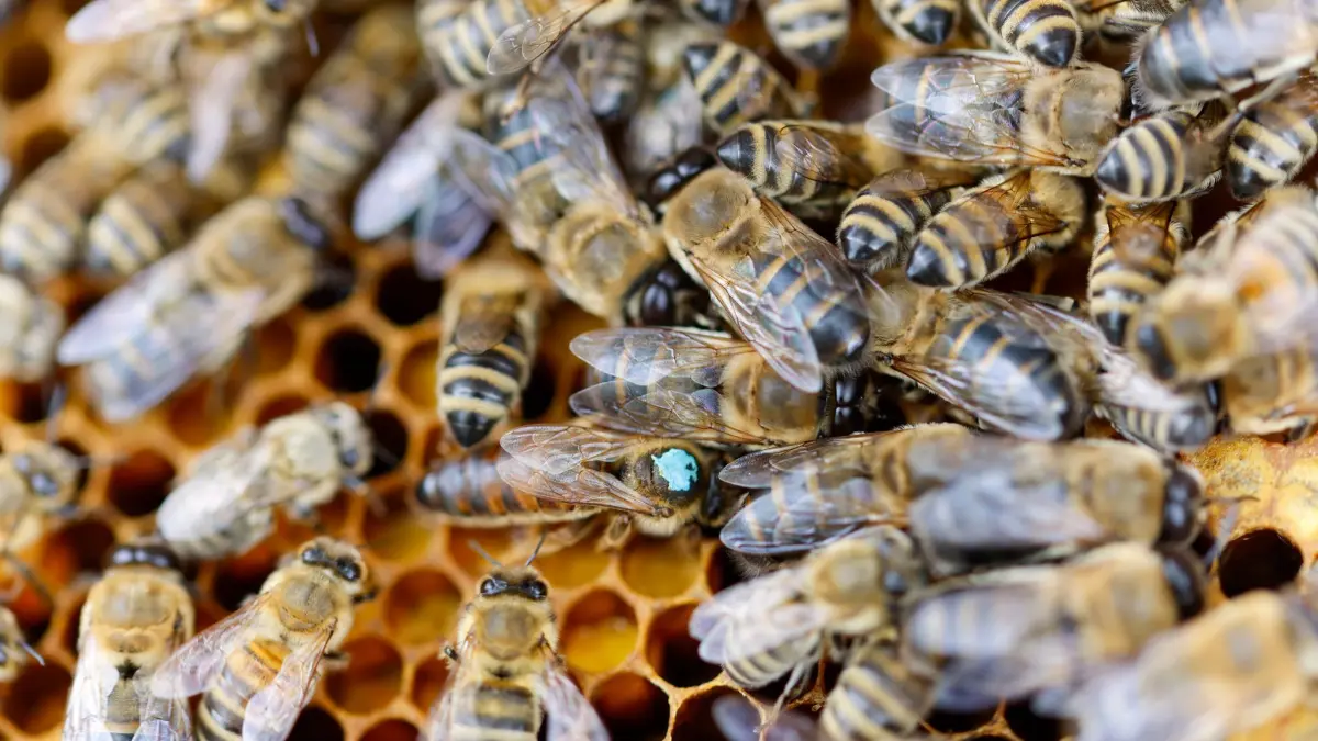 Bienenschutz in NRW: PRODUKTION - 13.05.2026, Nordrhein-Westfalen, Bornheim: Eine Königin, erkennbar an dem blauen Farbfleck, befindet sich in ihrem Bienenstock. (zu dpa: «Bienenseuche im Landkreis Straubing-Bogen festgestellt») Foto: Thomas Banneyer/dpa +++ dpa-Bildfunk +++