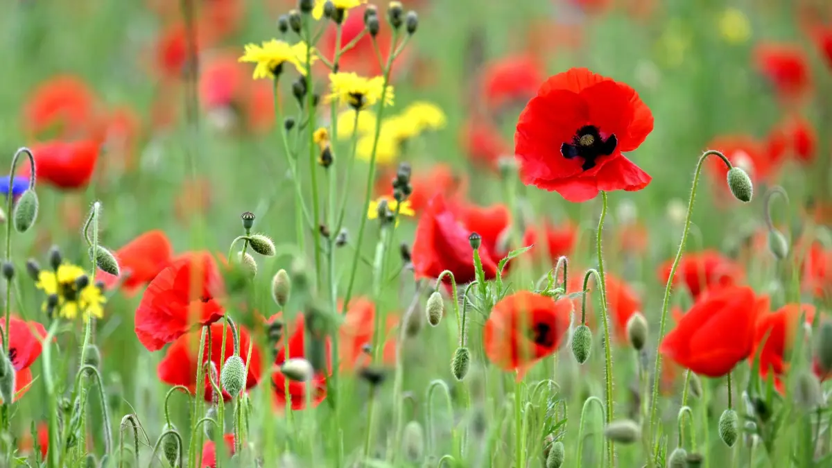 Wetter in Nordrhein-Westfalen: 19.05.2026, Nordrhein-Westfalen, Köln: Mohnblumen blühen auf einer Blumenwiese. Foto: Federico Gambarini/dpa +++ dpa-Bildfunk +++