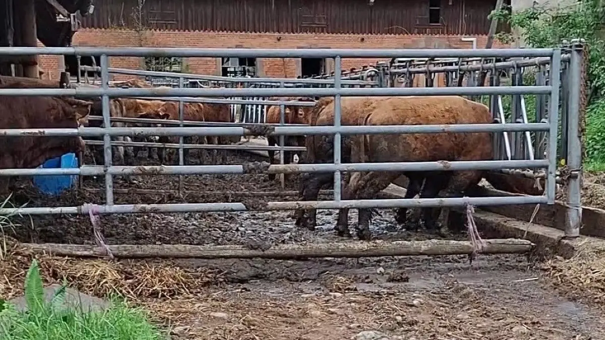 Die Rinder in diesem Betrieb im Landkreis Rottweil stehen nach Auffassung von Peta in feuchtem Kotschlamm und ihre Körper sind kotverschmiert.