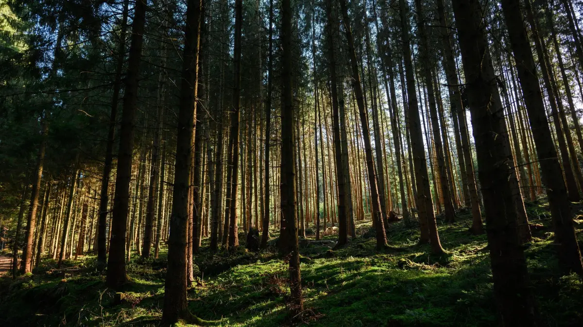 Wald