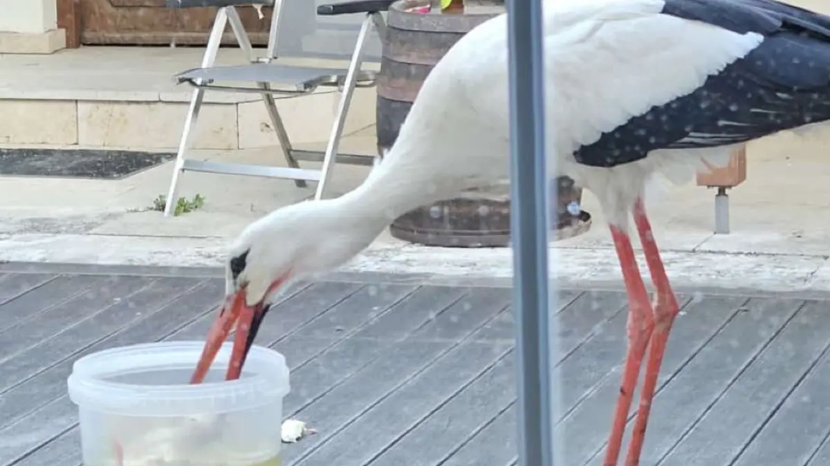 Zahmer Storch in Ersingen