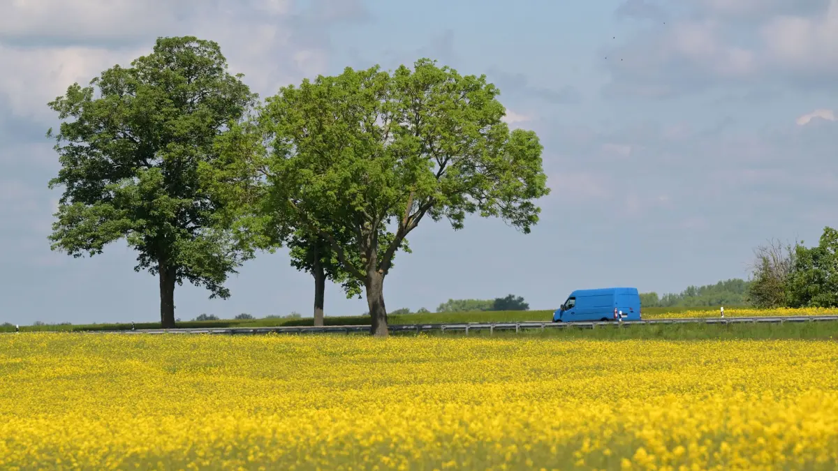 Blühendes Rapsfeld bei Nauen: 19.05.2026, Brandenburg, Nauen-Ribbeck: Ein blauer Transporter fährt auf einer Straße an einem Rapsfeld entlang. Foto: Michael Bahlo/dpa +++ dpa-Bildfunk +++