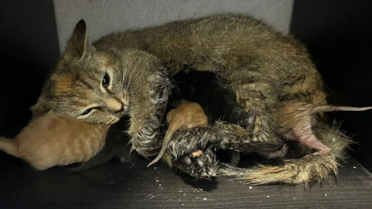 Streunerkatzen, die die Gaildorfer Tierschützerin Aylin Akkas auf Bauernhöfen und auf der Straße im Landkreis Schwäbisch Hall gefunden hat.