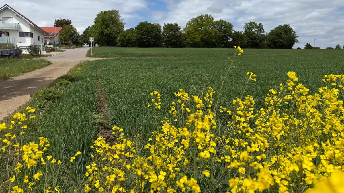 Hier kann bald gebaut werden. Wer den Zuschlag für einen der entsprechenden Bauplätze erhält, darüber entscheidet das los.