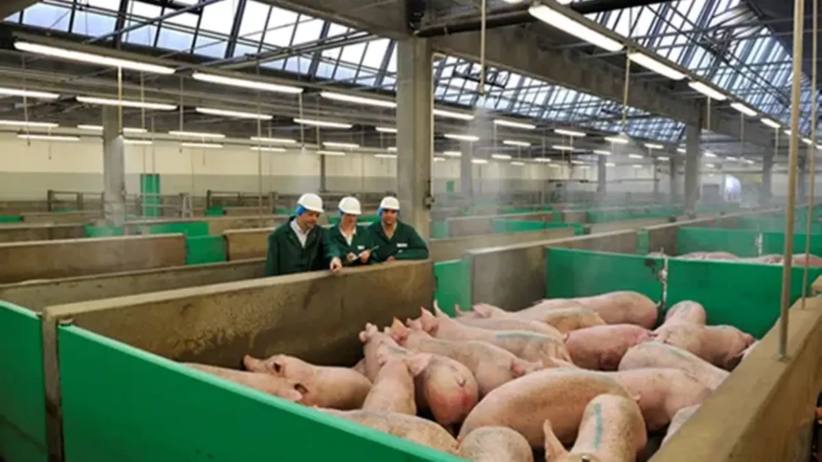 Im Wartestall des Schlachthofs bleiben die Schweine in ihrer ursprünglichen Aufzuchtgruppe.