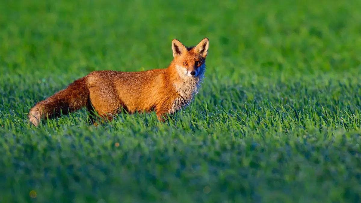 Fuchs: ARCHIV - 27.04.2026, Brandenburg, Reitwein: Ein Rotfuchs (Vulpes vulpes). (zu dpa: «Fuchsbau legt Bahnverkehr zwischen Velten und Kremmen lahm») Foto: Patrick Pleul/dpa +++ dpa-Bildfunk +++