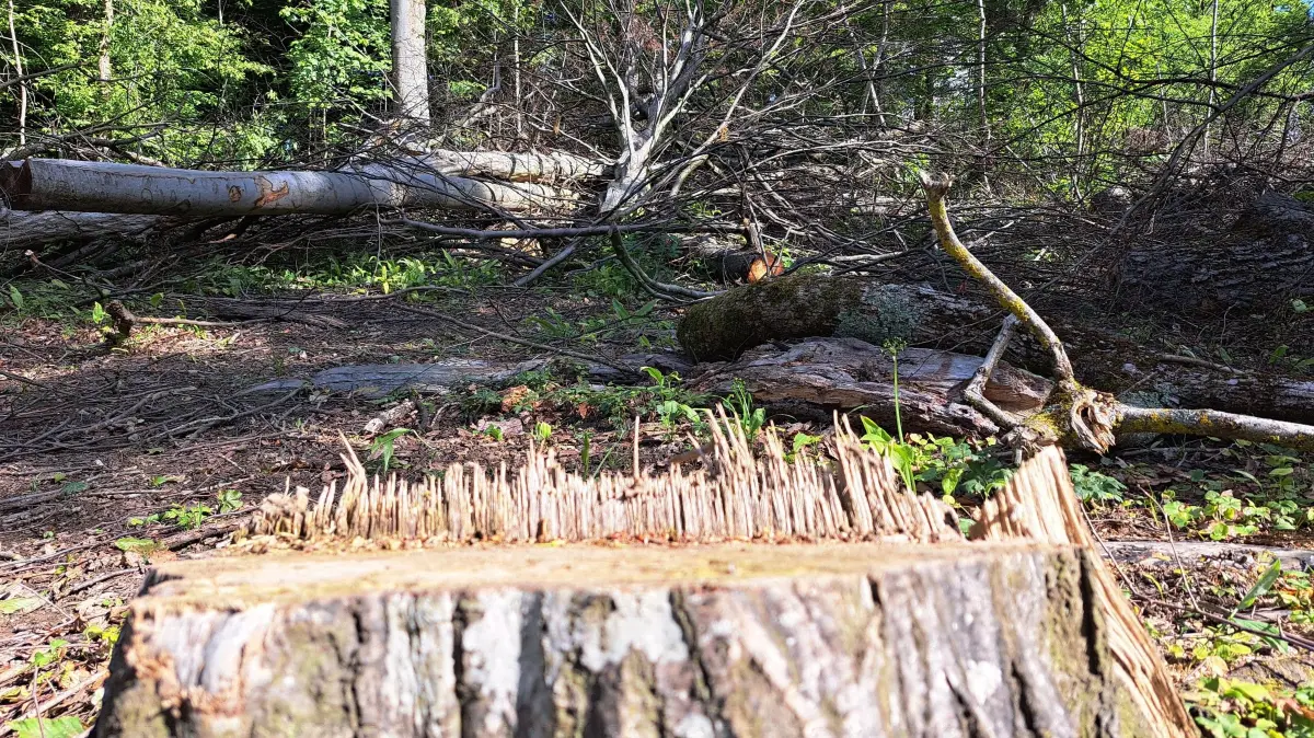 Haierwald, Forstarbeiten, Anwohner ärgert sich über das viele liegengebliebene Holz