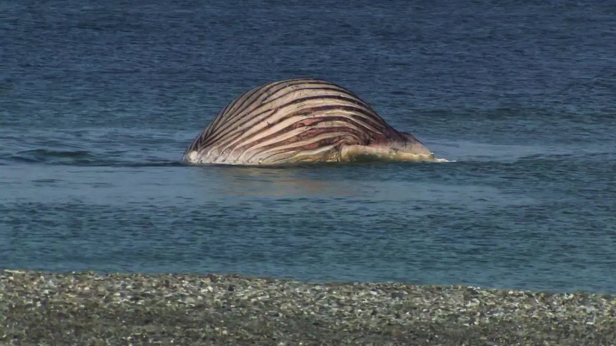 Toter Wal vor dänischer Insel Anholt: 21.05.2026, Dänemark, Anholt: Der tote Buckelwal liegt aufgebläht vor der dänischen Insel Anholt (Standbild aus einem Video). Nach erfolglosen Transportversuchen bleibt der Kadaver des als «Timmy» bekannten Buckelwals voraussichtlich über Pfingsten vor der dänischen Urlaubsinsel Anholt liegen. Foto: -/News5/dpa +++ dpa-Bildfunk +++