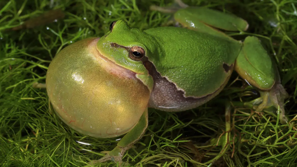 Laubroschmännchen beim Gesang